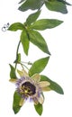 Passion  flower - passiflora isolated on white background Royalty Free Stock Photo