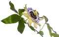 Passion flower - passiflora isolated on white background