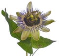 Passion flower - passiflora isolated on white background