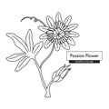 Passion Flower (Passiflora) line art drawing. Best for organic cosmetics, ayurveda, alternative medicine. Royalty Free Stock Photo