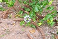 Passion flower, Passiflora, in plantation in Brazil, South America, Latin America Royalty Free Stock Photo