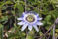 Passion flower Royalty Free Stock Photo