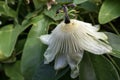 Passion Flower (Passifloraceae)