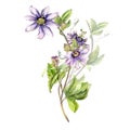 Passion flower plant watercolor illustration isolated on white. Royalty Free Stock Photo