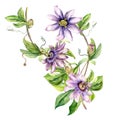 Passion flower plant watercolor illustration isolated on white. Royalty Free Stock Photo