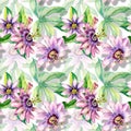 Passion flower plant watercolor seamless pattern isolated on white. Royalty Free Stock Photo