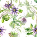 Passion flower plant watercolor seamless pattern isolated on white. Royalty Free Stock Photo