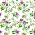 Passion flower plant watercolor seamless pattern isolated on white Royalty Free Stock Photo