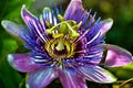 Passion Flower