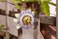 Passion flower `Purple Haze Royalty Free Stock Photo