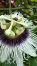 Passion Flower Raindrop