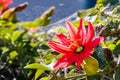 Passion flower - Scarlet flame Passiflora vitifolia, California