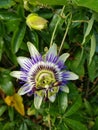 Passion flower very pretty purple yellow and white Royalty Free Stock Photo