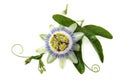 Passion flower on white. Royalty Free Stock Photo
