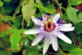 Passion flower white & purple Royalty Free Stock Photo