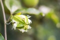 Passion flowerd closeup background , Healthy fruit