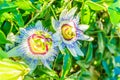 Passion flowers in close up on a passion flower plant white and purple color Royalty Free Stock Photo
