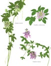 Passion flowers Passiflora plant illustrations