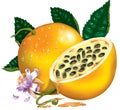 Passion Fruit