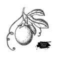 Passion fruit branch vector drawing. Hand drawn tropical food illustration. Engraved summer passionfruit