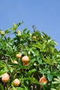 Passion Fruit Bush