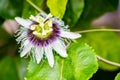 Passion fruit,close up,selective focus. Royalty Free Stock Photo