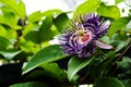 Passion fruit flower