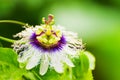 Passion fruit flower Royalty Free Stock Photo