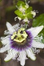 close up of a passion fruit flower Royalty Free Stock Photo