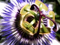 Passion fruit flower