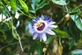 Passion fruit flower on green background Royalty Free Stock Photo