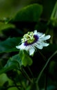 Passion fruit flower bloomed with white yellow green purple colors in a lush green background Royalty Free Stock Photo