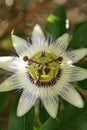 Passion fruit flower Royalty Free Stock Photo