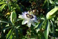 Passion fruit flower Royalty Free Stock Photo