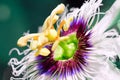 Passion fruit flower. Close-up imagin. Royalty Free Stock Photo