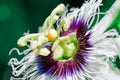 Passion fruit flower. Close-up imagin. Royalty Free Stock Photo