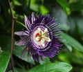 Passion Fruit Flower 2 Royalty Free Stock Photo