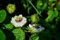 Passion fruit flower in passion fruit garden Royalty Free Stock Photo