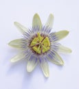 Passion Fruit Flower Royalty Free Stock Photo