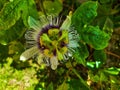 Passion Fruit Flower Isolated In Green Background Royalty Free Stock Photo