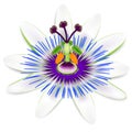Passion fruit flower isolated on a white background. Royalty Free Stock Photo