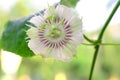 Passion Fruit Flower and Leaves Isolated on a white background. Royalty Free Stock Photo