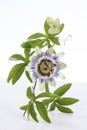 Passion Fruit Flower and Leaves Isolated on a white background