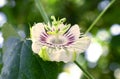 Passion Fruit Flower and Leaves Isolated on white with clipping. Royalty Free Stock Photo