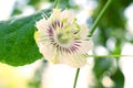 Passion Fruit Flower and Leaves Isolated on a white background. Royalty Free Stock Photo