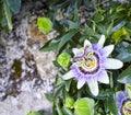 Passion fruit flower Royalty Free Stock Photo