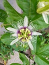 Passion fruit flower (Passiflora edulis)