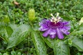 Passion fruit flower, Passiflora incarnata Royalty Free Stock Photo