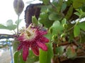 Passion fruit flower is a perfect flower in which the double strands,oval petals form,at the ends are rounded.