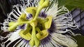 Passion Fruit Flower upclose Royalty Free Stock Photo